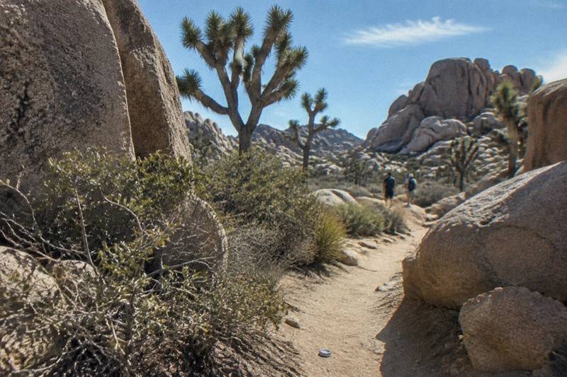 A hiking trail winding between monzogranite boulders and Joshua trees in Joshua Tree National Park, hikers seen from far behind