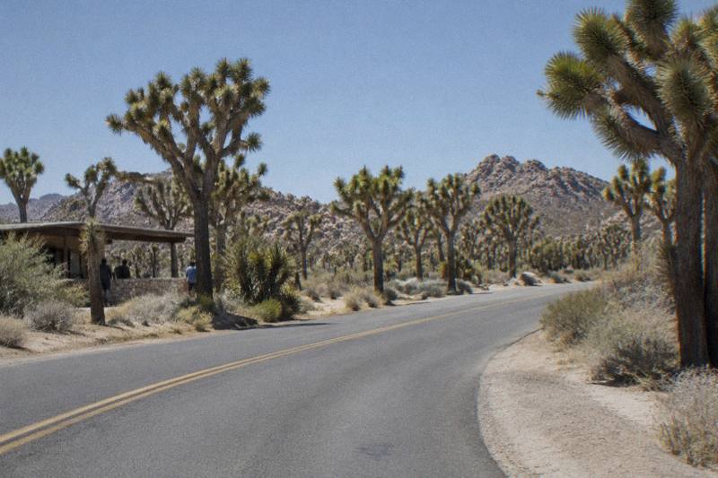 A paved park road curving through a Joshua tree forest in Joshua Tree National Park